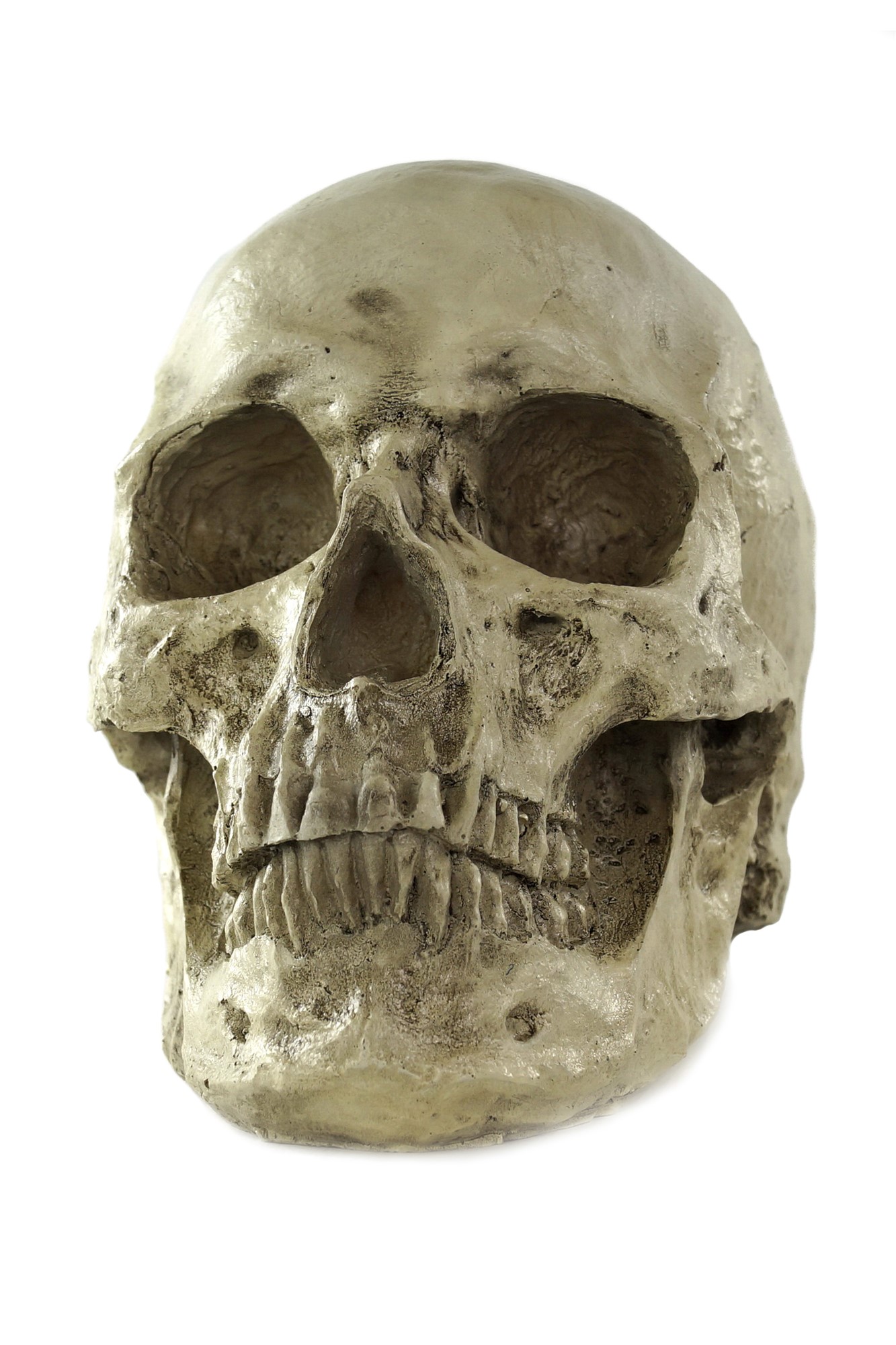 Schädel Totenschädel Skull Gerippe Modell: VQ-057DRESS ME UP - Der  Onlineshop für Kostüme, Perücken und Accessoires